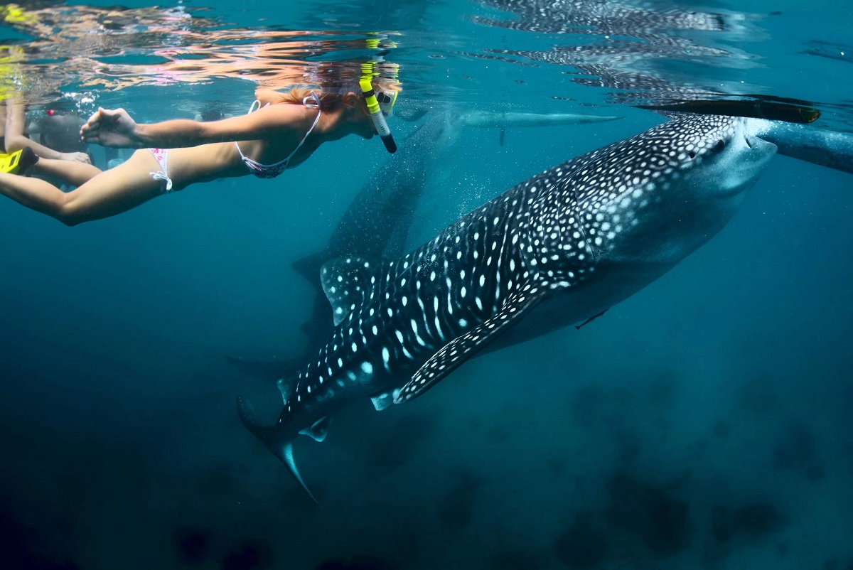 The Final Information to Exmouth Snorkelling Excursions