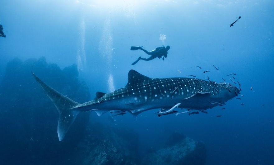 Diving Saudi Arabia’s unexplored Pink Beach – My Cultural Travel